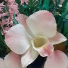 композиция из роз и орхидей ~ вакуум*~